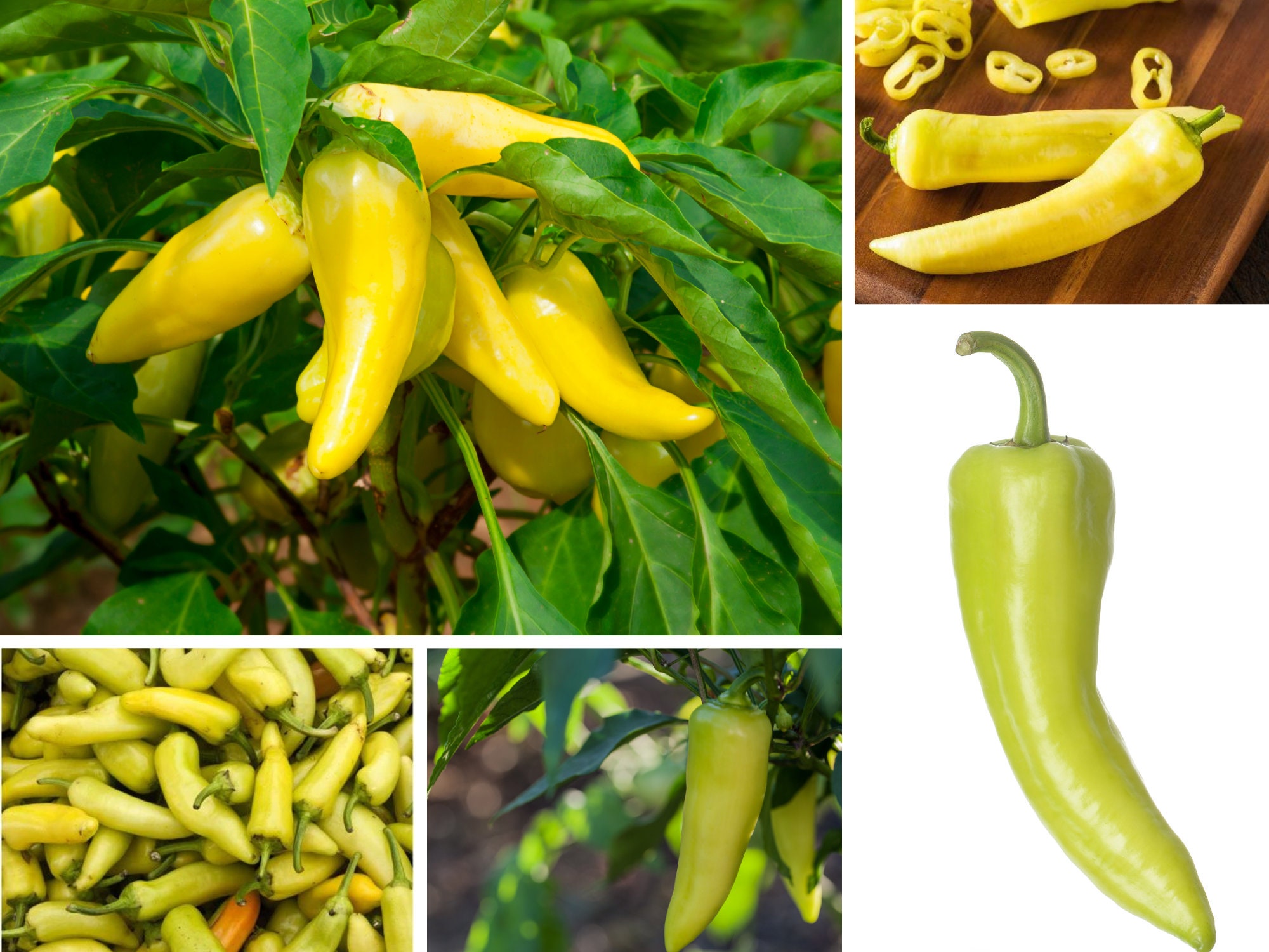 30 Seeds Banana Pepper Seedsperennial authentic Etsy