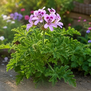 May include: A potted geranium plant featuring vibrant light purple flowers with dark purple, vein-like markings on the petals. The plant has deeply lobed, serrated, bright green leaves and a slender green stem, standing upright in the soil.