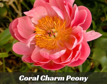 Semillas de peonía Coral Charm / Flores perennes tradicionales