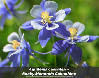 Blue Rocky Mountain Columbine Seeds - Cold Resistant - Deciduous - Potted - Attracts pollinators - Plant in Late Summer to Early Fall