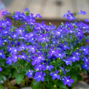 以下が含まれることがあります： 白中心と緑色の茎を持つ鮮やかな青色の花のクラスターのクローズアップ。 花は満開で、密度が高く質感のあるディスプレイを作成します。 この画像は、自然で花柄のテーマを示しています。