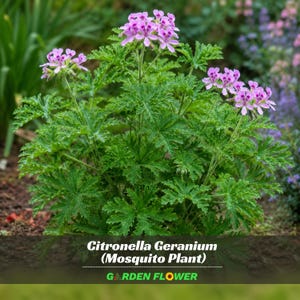 May include: A Citronella Geranium plant with deeply lobed, serrated green leaves and clusters of small, light pink flowers featuring dark purple markings. The text Citronella Geranium (Mosquito Plant) and GARDEN FLOWER appear at the bottom.