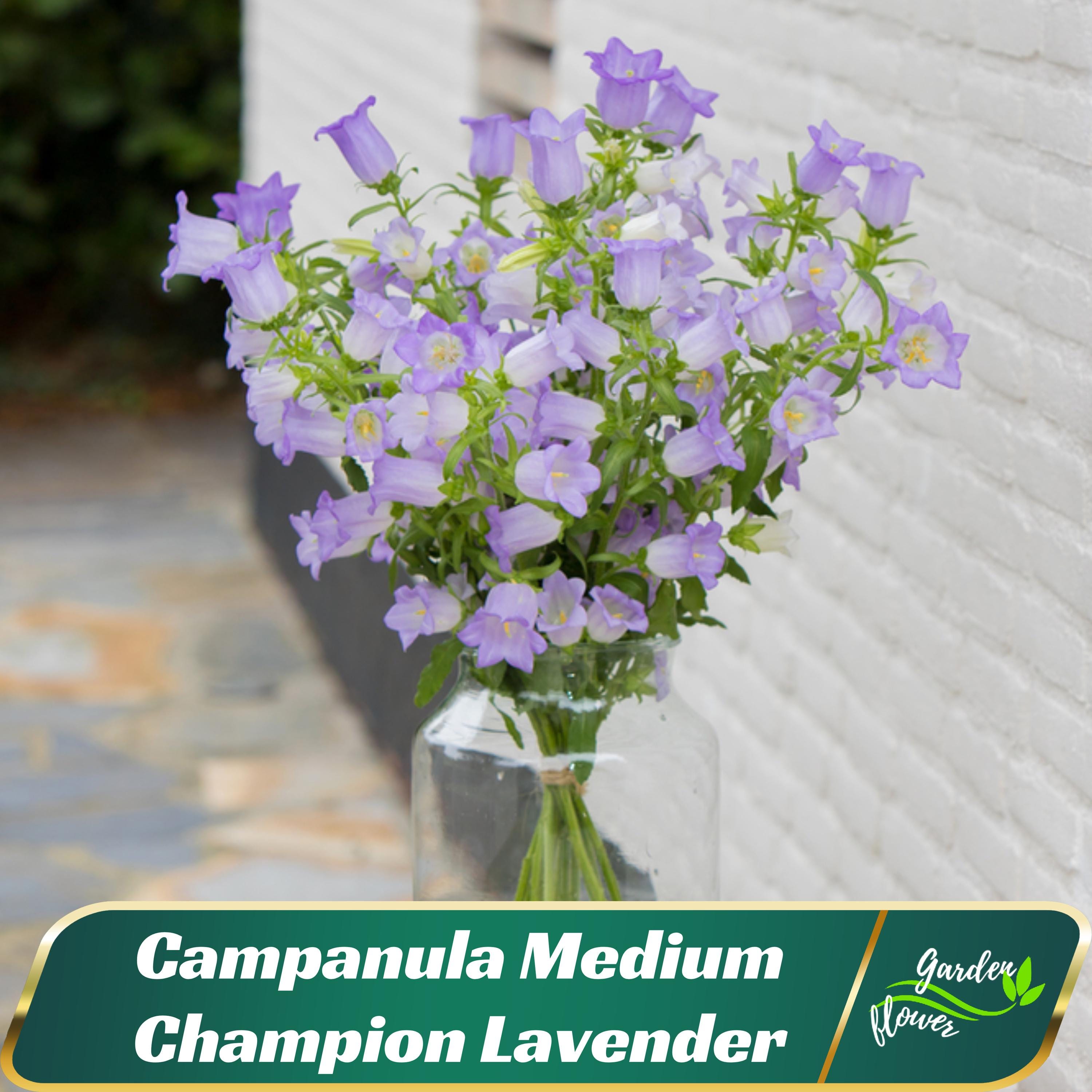 Campanula Medium Champion Lavender Seeds - Canterbury Bells Seeds- Perennial - Bellflower – Cold Resistant - Easy To Grow #8060