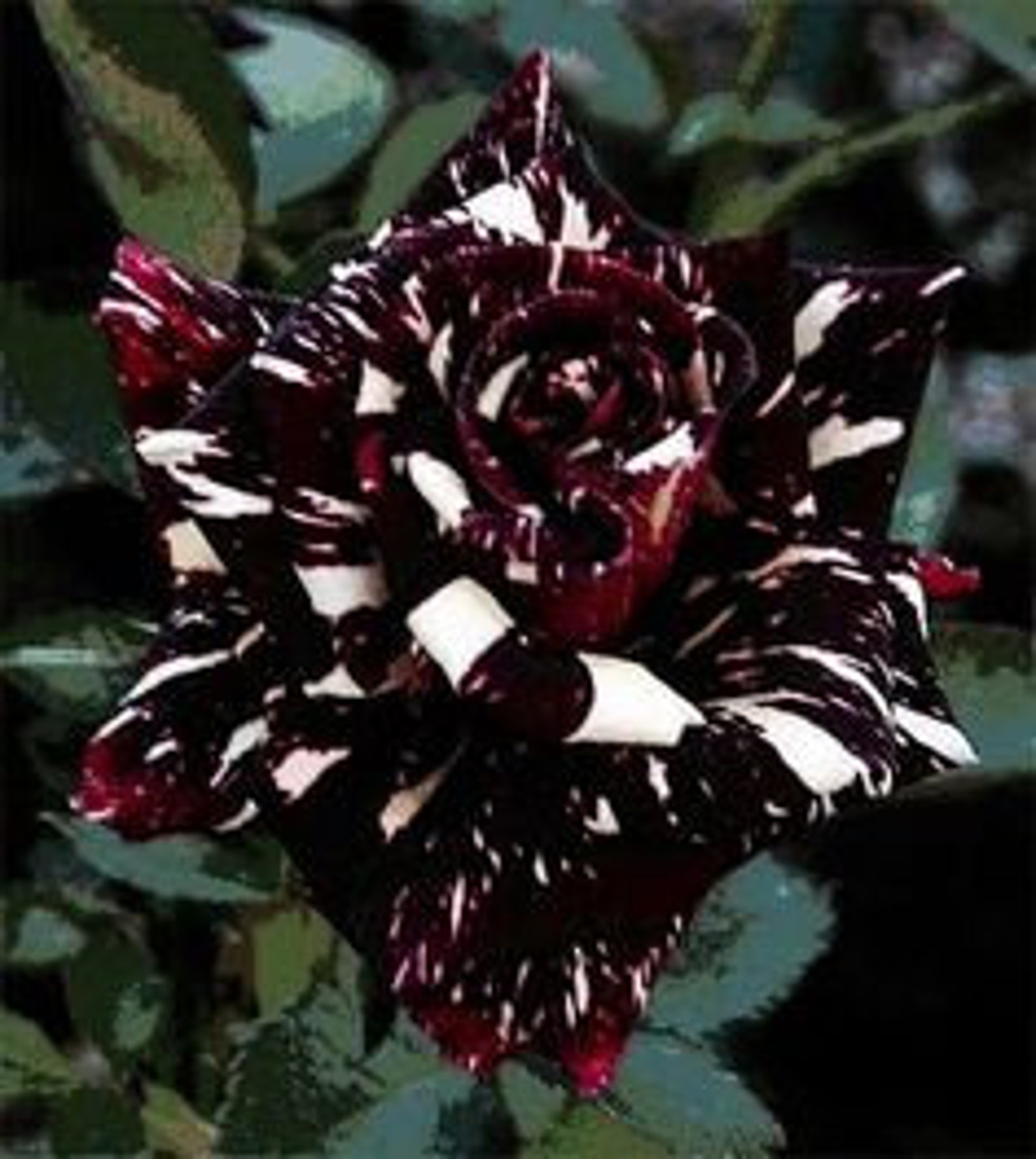 25 Rare Seeds Black Dragon Rose Seeds A069 BUY 3 GET 1 Etsy