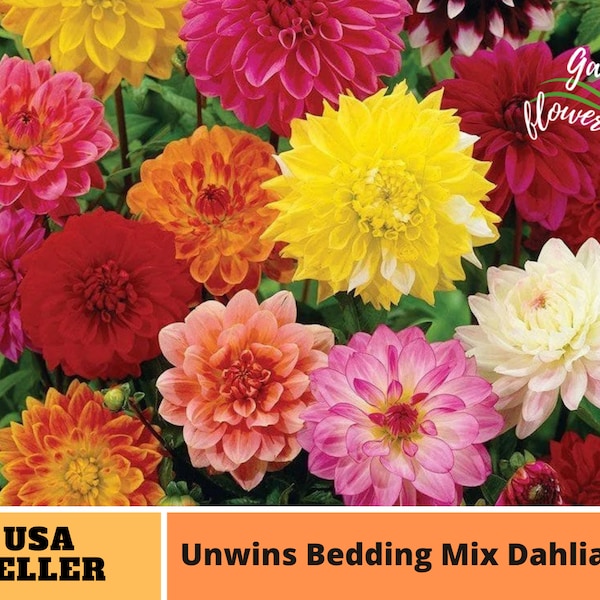 Unwin Bedding Mix Dahlia Seeds - Perennial -Authentic Seeds-Flowers -Organic. Non GMO -Vegetable Seeds-Mix Seeds for Plant-B3G1#D033.