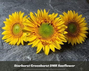 Yellow Starburst Greenburst Sunflower Seeds - Annual - Authentic Seeds - Herb Seeds - Easy To Grow - Planting In Spring