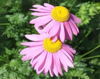 Robinson's Rose Daisy Seeds - Authentic Seeds - Cold Resistant - Self-Pollinating - Clumping - Planting in Early Spring/ Fall