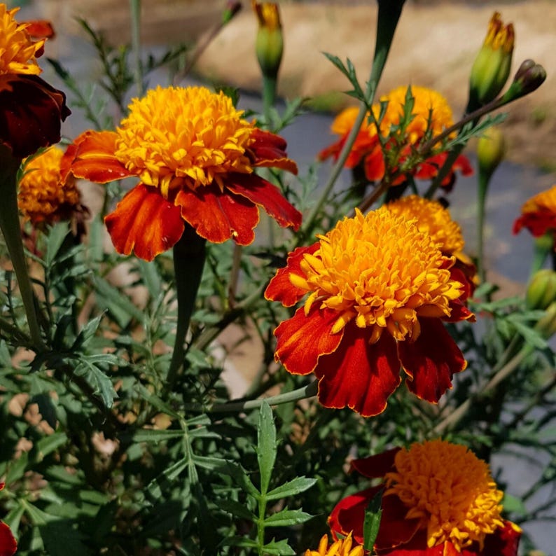 May include: Close-up of vibrant marigold flowers with bright yellow centers and deep red-orange petals. The flowers are in full bloom, surrounded by green foliage and buds. A sunny, natural scene.