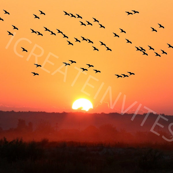 Flying birds Photoshop overlay transparent background png bundle