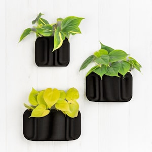 Wand-Pflanzgefäß aus schwarzem Ebenholz mit Drainage und Reservoir – minimalistischer und moderner Wand-Blumentopf – Pflanze und Kaktus – Geschenk