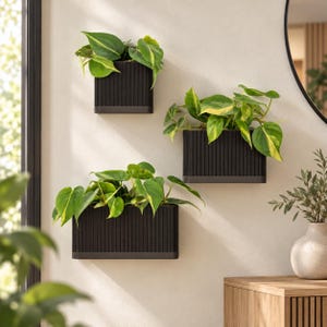 May include: Three black wall-mounted planters with a vertical ribbed texture, each containing a trailing philodendron plant with variegated green and yellow heart-shaped leaves. The planters are arranged in a staggered formation on a light wall.