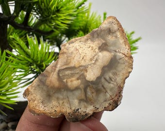 May include: A close-up of a light brown fossilized wood slice with a unique pattern of darker brown and white lines. The slice is smooth and has a slightly rough texture.