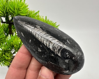 Polished Orthoceras Fossil Cabochon: Pear Shape Gemstone for Jewelry