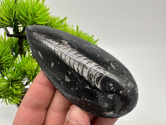 研磨されたオルソセラス化石カボション：ジュエリー用の洋ナシ形の宝石