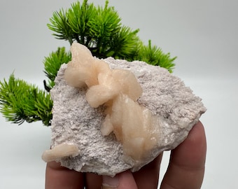 May include: A cluster of pink selenite crystals on a white matrix. The crystals are translucent and have a delicate, feathery appearance.