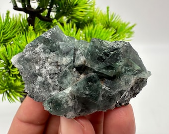 Könnte beinhalten: Ein Cluster aus grünen Fluoritkristallen mit einer dunkelgrauen Matrix. Die Kristalle sind scharf und gut definiert, mit einem glasartigen Glanz.