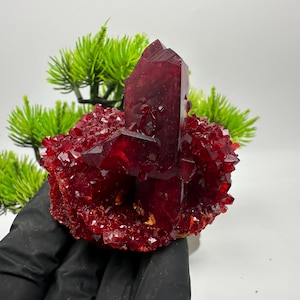 May include: A vibrant, deep red crystal cluster with a large, central, pointed formation. The crystal is surrounded by smaller, sparkling crystals. Green foliage is visible in the background. The crystal is held by a gloved hand.