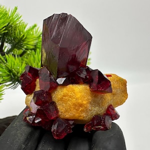 May include: A vibrant, natural mineral specimen featuring deep red crystals clustered on a golden-yellow matrix. The crystals have a sharp, geometric structure, with a large central crystal dominating the composition. The specimen is displayed against a neutral background.