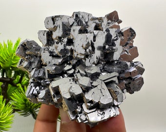 Stunning collection natural shiny Skeletal Galena from 9th September mine Bulgaria natural mineral souvenir crystal gift home decor stone M3