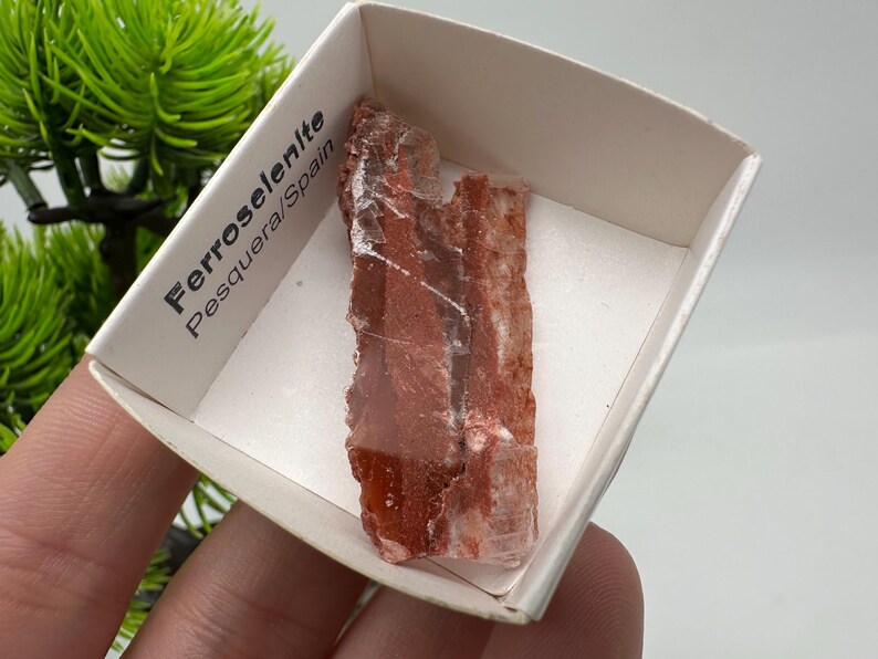 Ferro Texture Rare Ferroselenite Crystal Specimen: La Pesquera, Spain Size Box 4/4 Cm ...