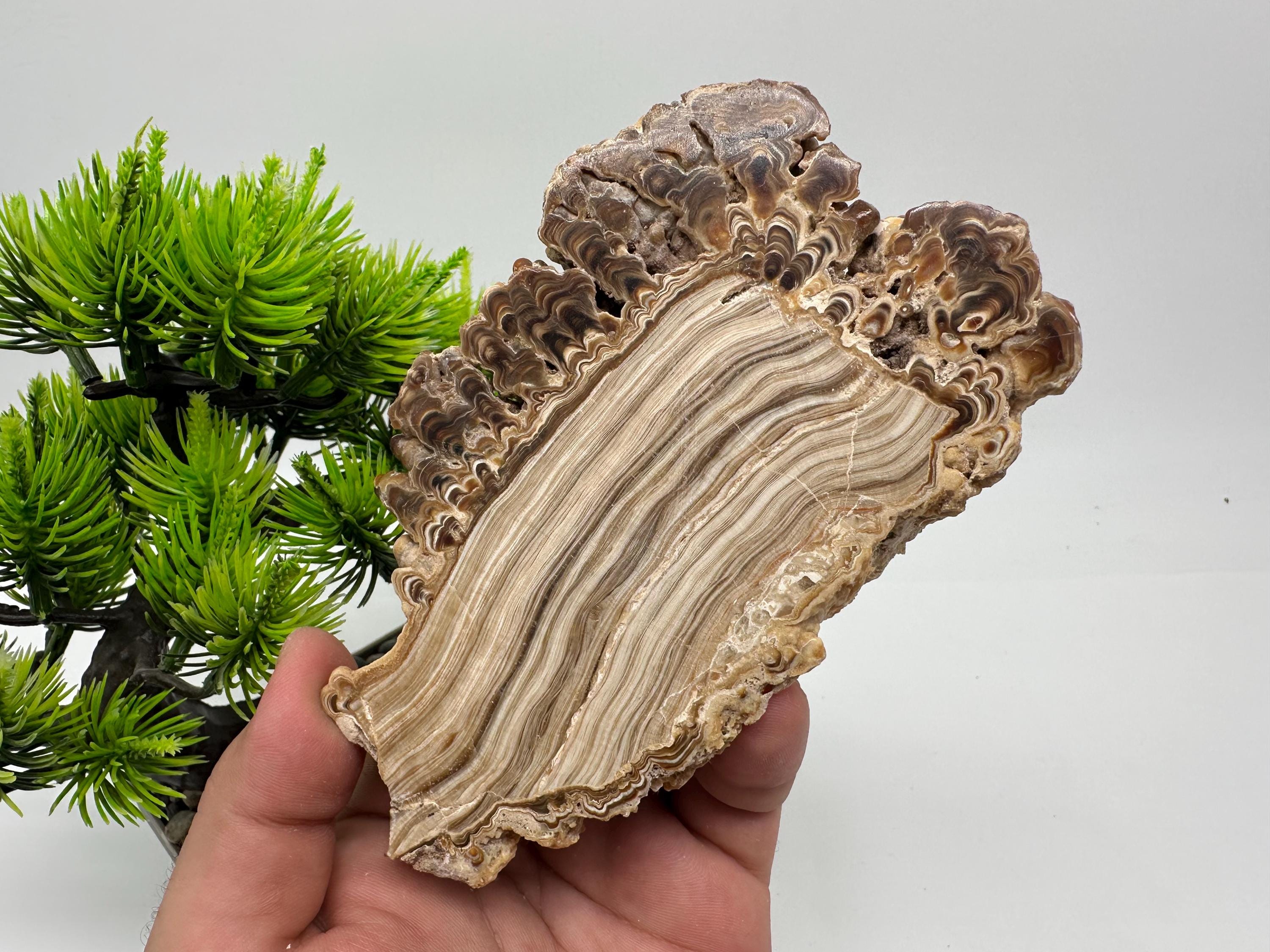 Rare Petrified Wood Calcite Specimen, Double Sided Polished