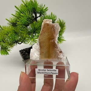 Op de afbeelding: Een tweekleurig seleniet kristalexemplaar met een doorschijnend amberkleurig midden geflankeerd door ondoorzichtige witte randen. Het mineraal is gemonteerd op een doorzichtige acrylbasis met een wit label met de tekst Bicolor Selenite Montalban/Spain.