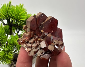 May include: A cluster of red and brown vanadinite crystals with a sharp, geometric shape. The crystals are arranged in a cluster, with some of the crystals pointing upwards and others pointing downwards.
