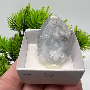 Può includere: Un gruppo di cristalli di celestite azzurra in una scatola bianca. Il cristallo ha un aspetto a strati con piccole inclusioni nere. La scatola è etichettata con il testo "SF 30". Il fogliame verde è visibile sullo sfondo.