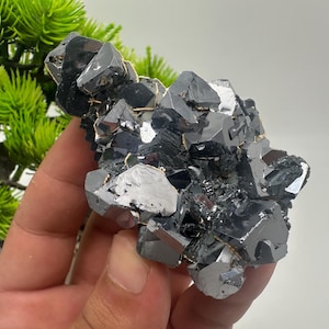 Collecting,Mirror Galena cubes whit Sphalerite,From Krushev dol mine,Madan,Bulgaria,Galena,Sphalerite,Mineral specimen,collection crystal