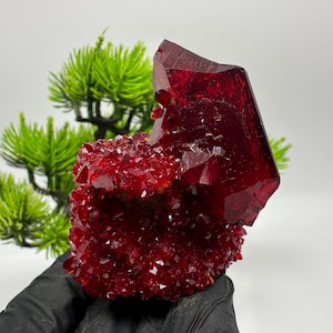 May include: A vibrant red crystal cluster with a large, faceted crystal on top. The crystal is held by a gloved hand, with green foliage in the background. The crystal has a rough, textured surface.