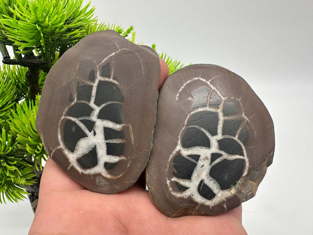 Dragonstones Pair, Septarian Nodule Geode, Septaria, Dragonstone ...