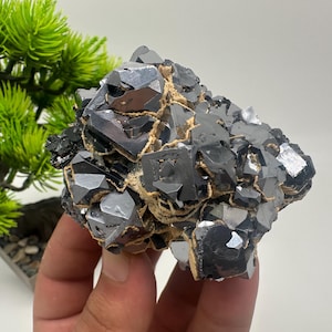 Collecting,Mirror Galena cubes whit Sphalerite,From Krushev dol mine,Madan,Bulgaria,Galena,Sphalerite,Mineral specimen,collection crystal