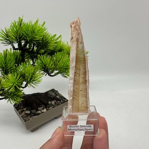 Può includere: Un esemplare di cristallo di selenite bicolore, alto e verticale, con una consistenza pallida, traslucida e fibrosa. Il cristallo è montato su una base quadrata in acrilico trasparente con un'etichetta bianca che riporta Bicolor Selenite Montalban/Spain.