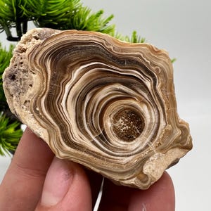 Wonderful,Rare PETRIFIED Calcite,Double sides Polished Calcite,Raw Calcite,From Morocco,calcite specimen,Wood Calcite,Polished Calcite slice