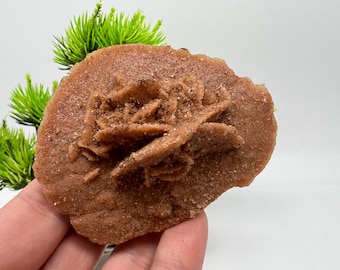 サンドローズ(デザートローズ) チュニジア産デザートローズ/サンドローズ – キャビネットサイズ