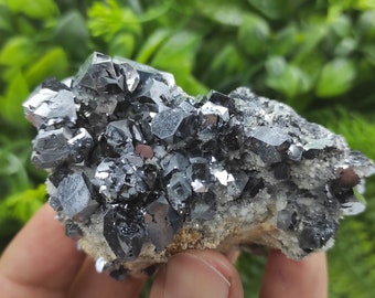 ルーマニア、カヴニク産の共生方鉛鉱結晶 - 古いコレクションより