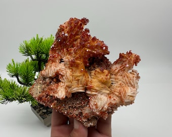 May include: A close-up of a mineral specimen featuring a cluster of reddish-orange crystals and a base of light brown and white formations. The mineral is held in a hand, with a small green plant in the background.