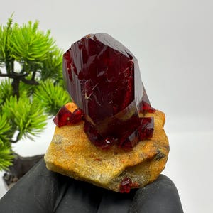 May include: A vibrant, deep red crystal formation, possibly a mineral specimen, is prominently displayed. The crystal is set on a rough, tan-colored rock, with a small green plant in the background. The crystal's facets catch the light, showcasing its rich color.