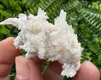 May include: A cluster of white, crystalline mineral formations. The mineral has a rough, textured surface with sharp, pointed crystal structures. The background is blurred green foliage. The mineral is held in a person's hand.