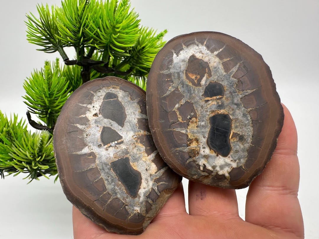Dragonstones Pair, Septarian Nodule Geode, Septaria, Dragonstone ...