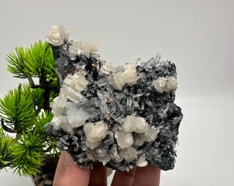 May include: A cluster of white and clear crystals on a black matrix. The crystals are arranged in a random pattern and have a variety of shapes and sizes.