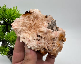 May include: A hand holds a cluster of peach-colored mineral crystals with a spiky, layered texture. Darker brown and gray patches are visible within the crystal formation. A small green plant is in the background.