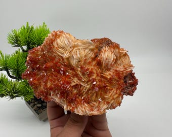 May include: A close-up of a mineral specimen featuring a cluster of radiating, cream-colored crystals with vibrant red-orange accents. The mineral is held in a hand, with a small green plant in the background.