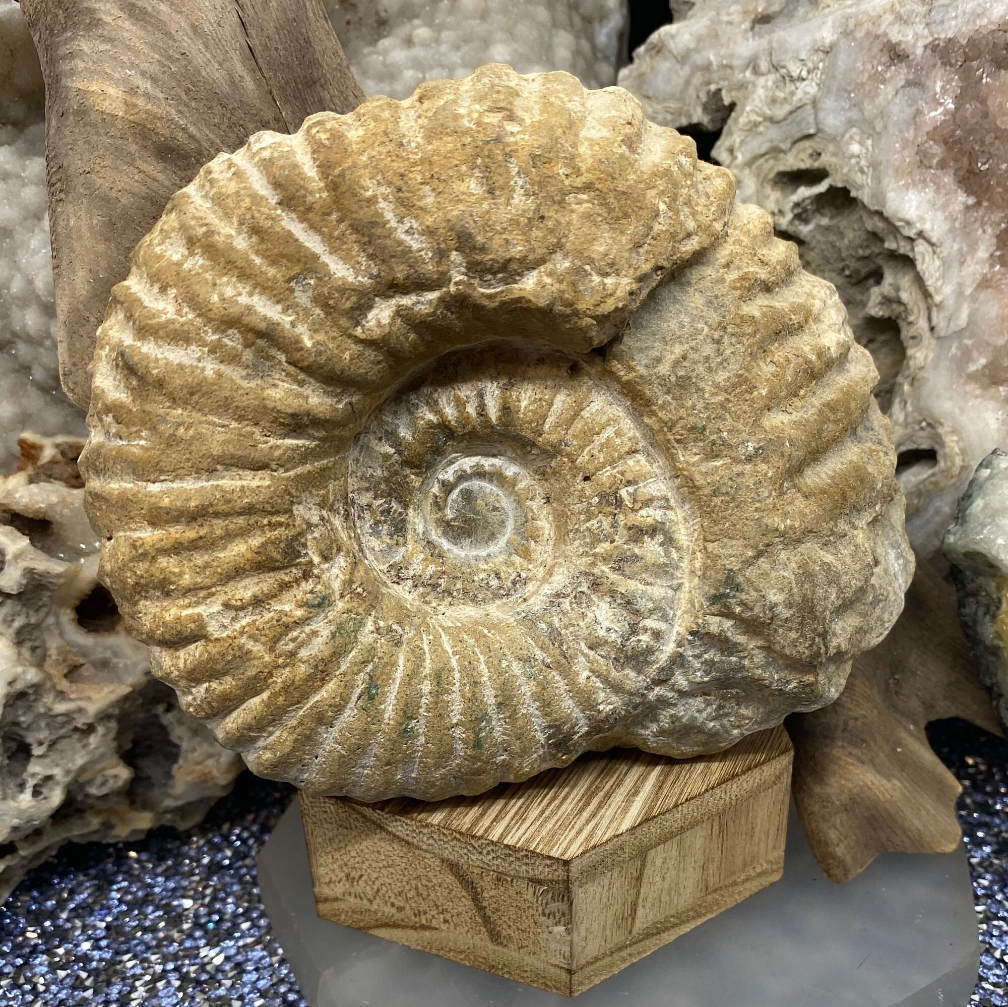 Enter Ammonite:  Stunning Space Discovery Shakes Up The Hunt For Planet Nine - 6fbvw2z