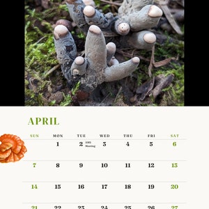 ALABAMA MUSHROOM CALENDAR 2024 image 5