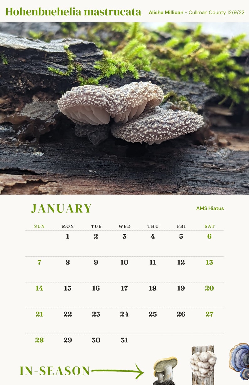 ALABAMA MUSHROOM CALENDAR 2024 image 2