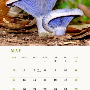 ALABAMA MUSHROOM CALENDAR 2024 image 6