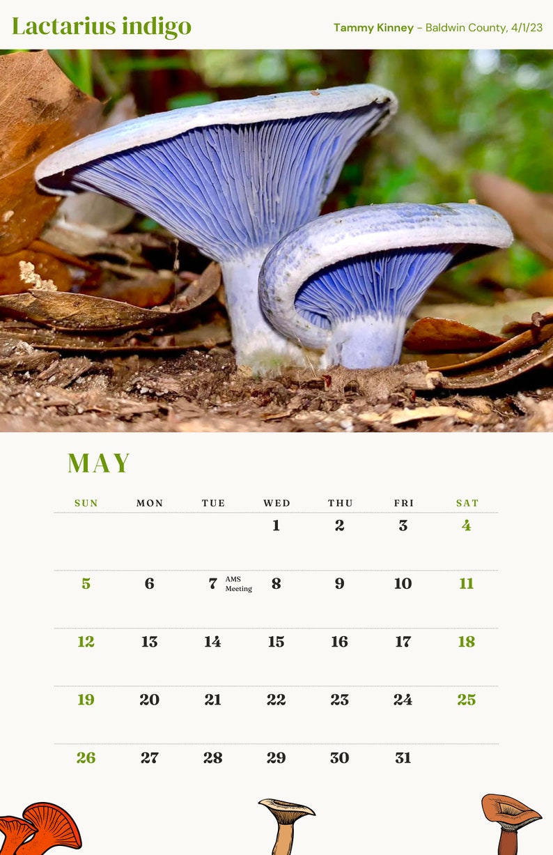 ALABAMA MUSHROOM CALENDAR 2024 image 6