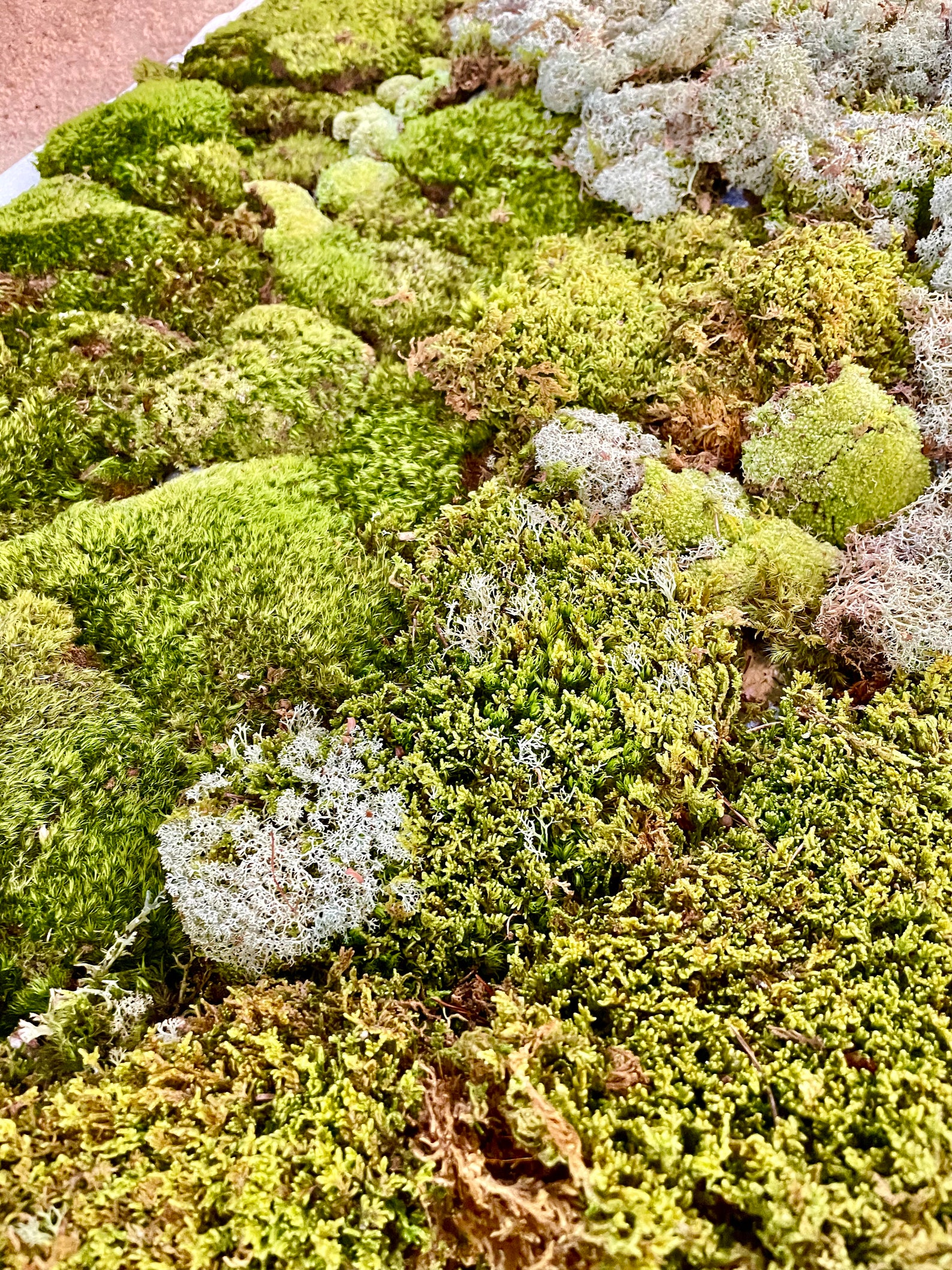 GALLON BAG Live Moss Plant Pincushion/pillow Moss Pack for Etsy