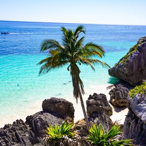 Palm tree in Tulum Ruins beach